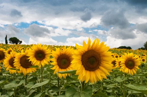 Sunflower Field