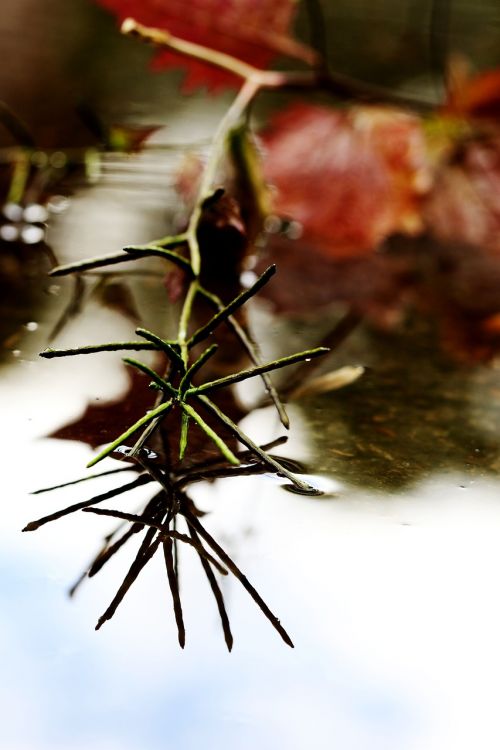 puddle leaf weather