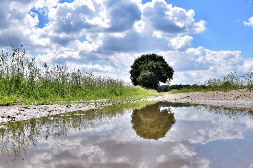 puddle mirroring tree