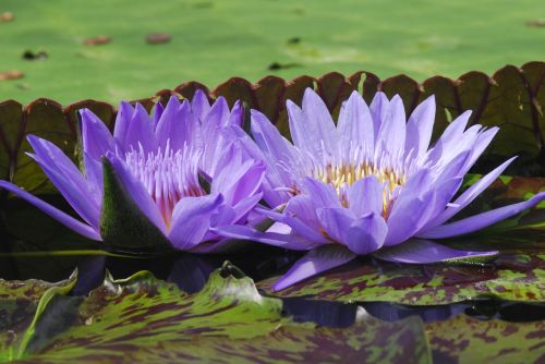 puddle lotus flower