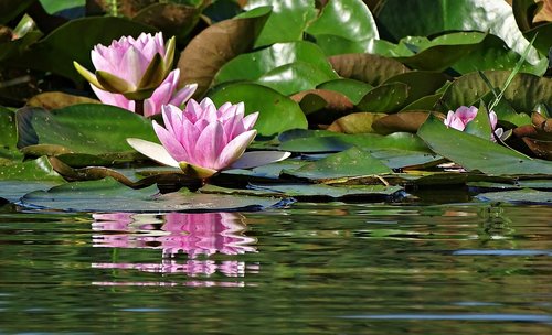 puddle  lotus  flower