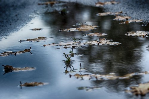 puddle  water  nature