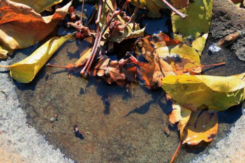 Puddle With Leaves