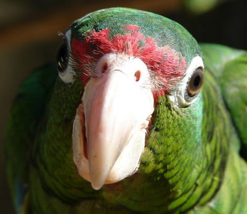 puerto rican parrot parrot bird