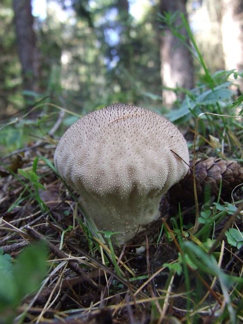 puffball mushroom komlóska