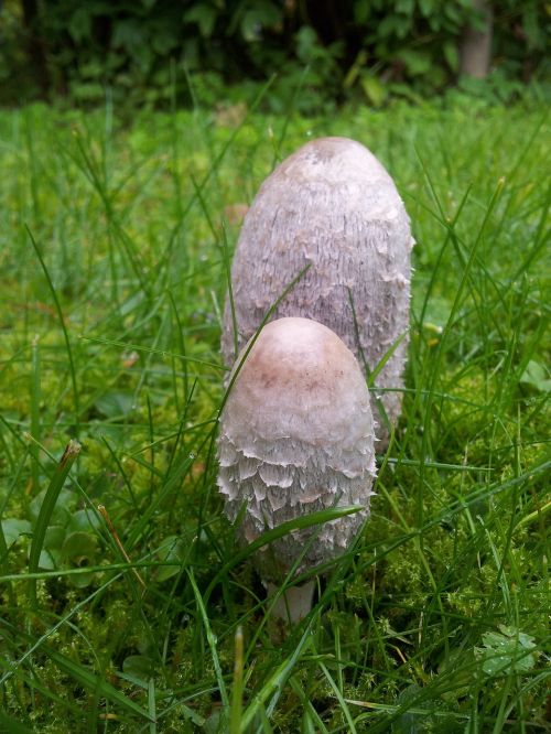 puffball mushroom grass