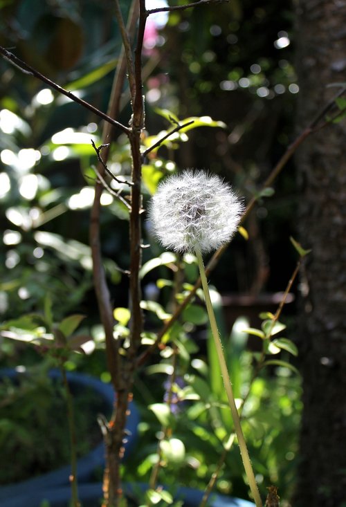 puffball  chrysanthemum  spring