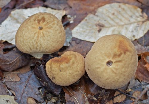 puffball mushrooms mushrooms fungi