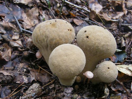puffballs mushrooms forest