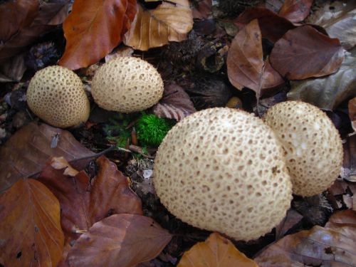 puffballs mushrooms golden