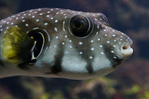 puffer fish sea underwater world