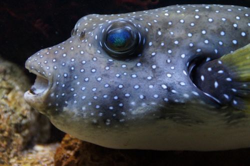 puffer fish boxfish fish