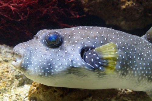 puffer fish boxfish fish