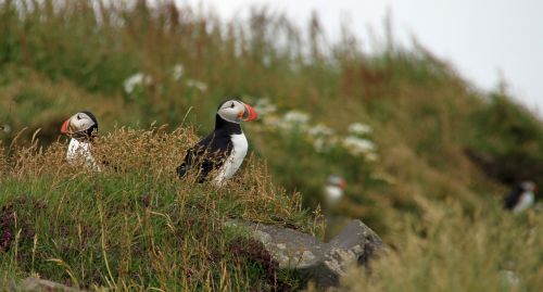 puffin iceland icelandic