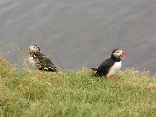 puffin bird birds