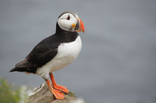 puffin iceland bird