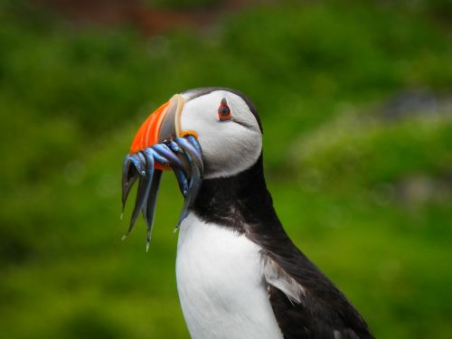 puffin seabird nature