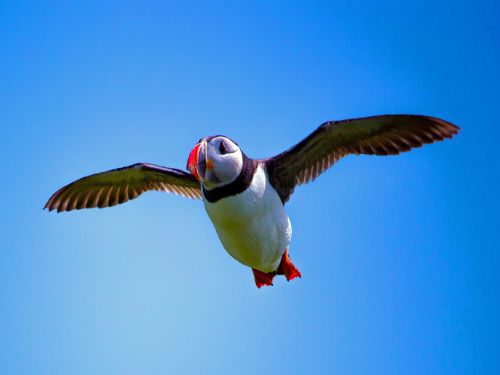 puffin bird seabird