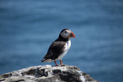 puffin sea seabird