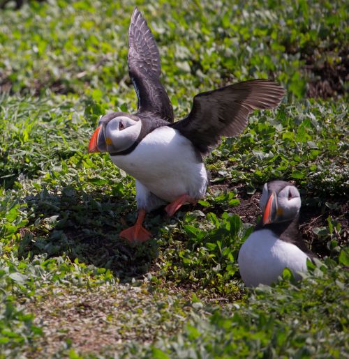 puffin taking off nesting