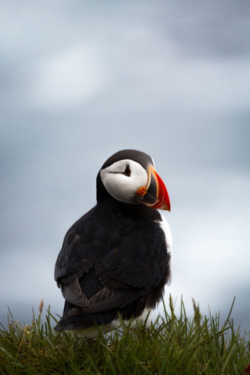 puffin bird animal