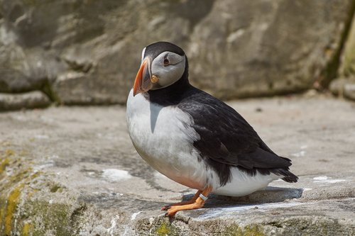 puffin  iceland  feels