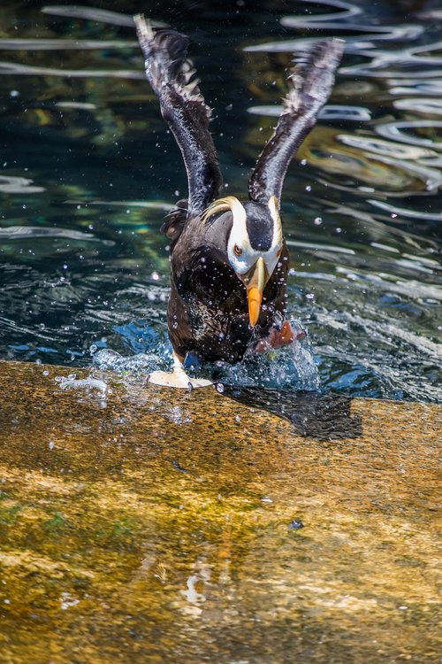 puffin  bird  colorful