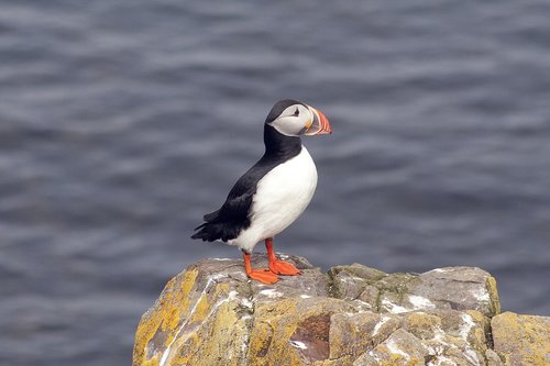 puffin  bird  cliff