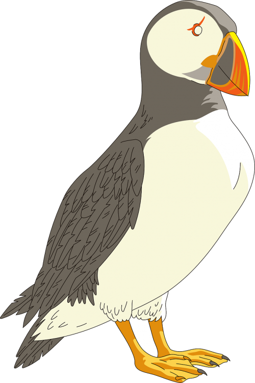 puffin horned bird