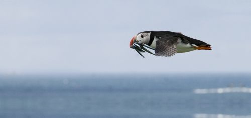 puffin feeding flight