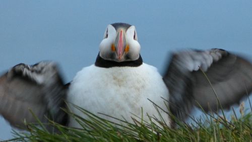 puffin bird wing