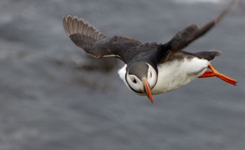 puffin bird flying wing