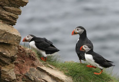 puffin birds group