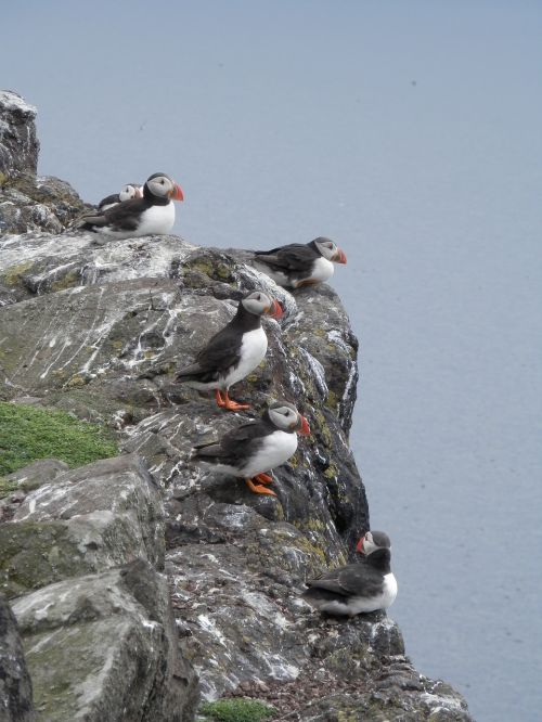 puffins seabird nature