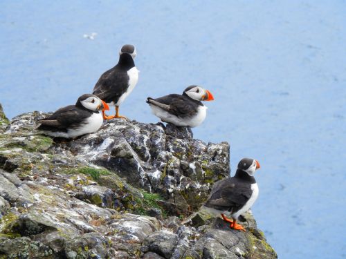 puffins seabird nature