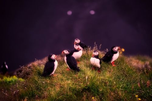puffins birds wildlife