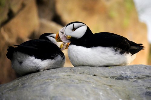 puffins  couple  two