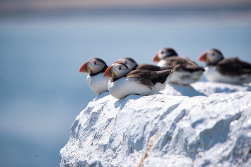 puffins  wildlife  seabird