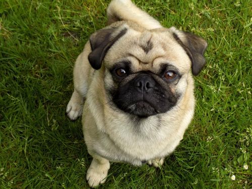 pug purebred dog beige