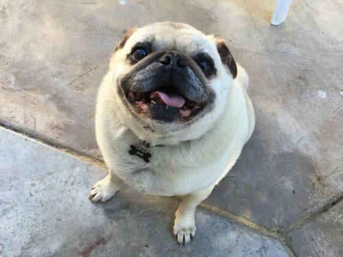 pug smile dog