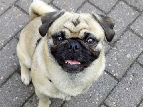 pug purebred dog beige