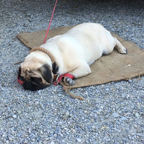 pug dog tired