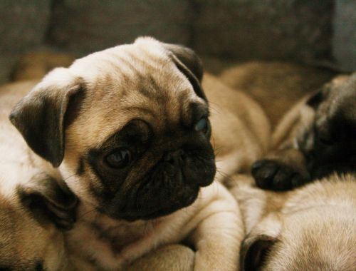 pug puppy dog