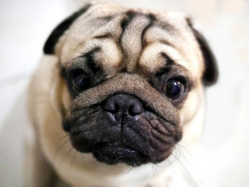 pug cute dog