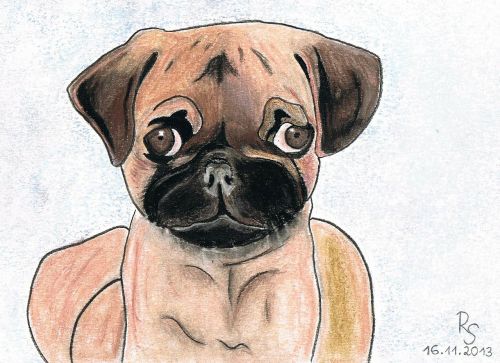 pug dog drawing