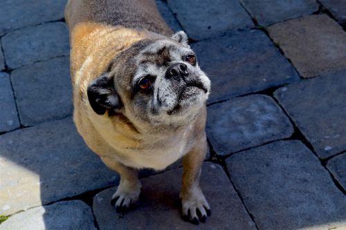 pug dog animal