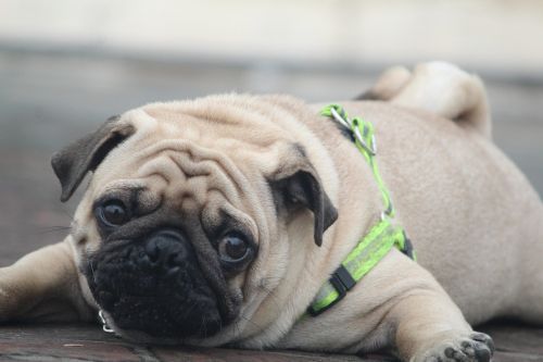 pug the awww look innocence