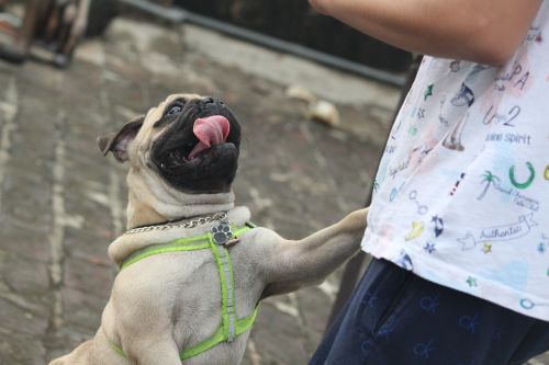 pug tongue jumping dog