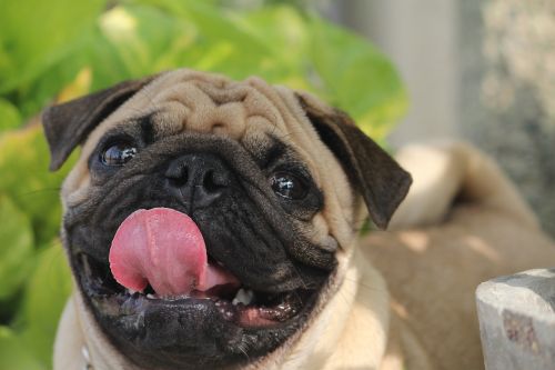 pug tongue dog