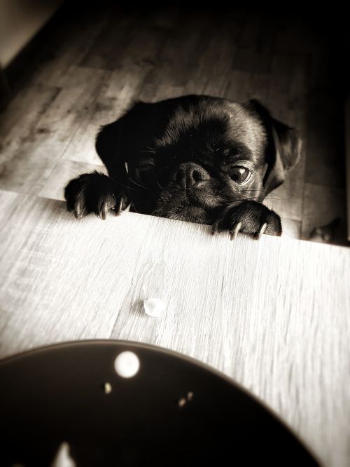 pug cheeky sweet